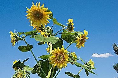 网传Bluepoint收购将在夏季PlayStation活动上公布